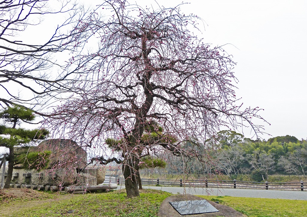 s-20150226 石山公園の枝垂れ梅の花の様子 (1)