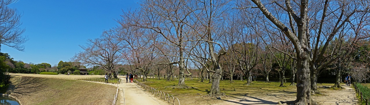 s-20150326 後楽園桜林の桜の咲き始めの様子ワイド風景 (1)
