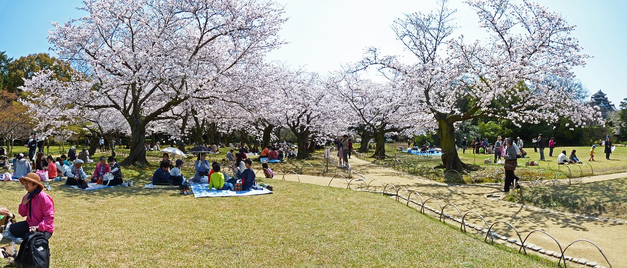 s-20150402 後楽園今日の桜林満開の様子ワイド風景 (1)