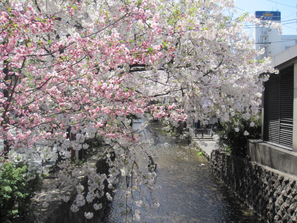 高瀬川沿いの桜並木