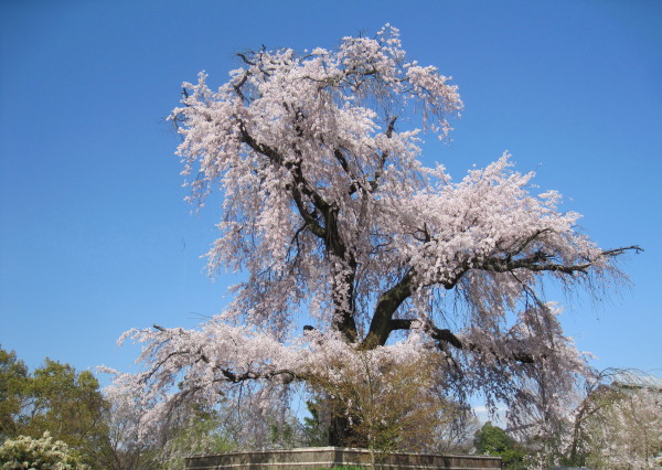 円山公園の枝垂桜
