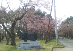 桜歩き4-19 (16)_600