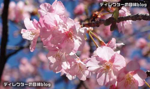 イクスピアリの河津桜が開花 2015年早春の訪れ