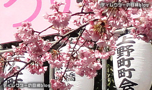 上野公園入り口の大寒桜が見頃です