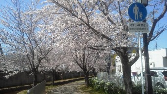 おゆみ野桜並木Ｂ
