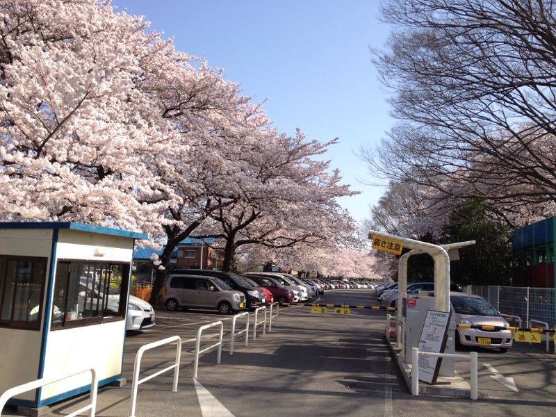 清水公園　桜