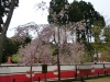 醍醐寺桜3