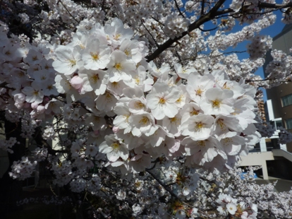 仙台桜満開150409a