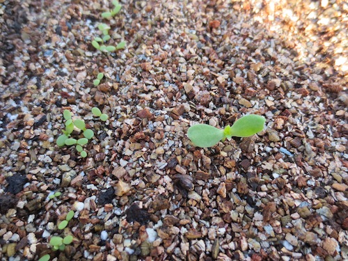 マーガレット　野生種　実生　発芽　 育種　生産　販売　松原園芸　Argyranthemum
