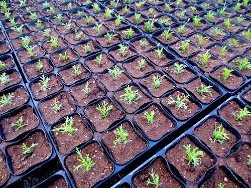 マーガレット　ぽぽたん 育種　生産　販売　松原園芸　Argyranthemum frutescens
