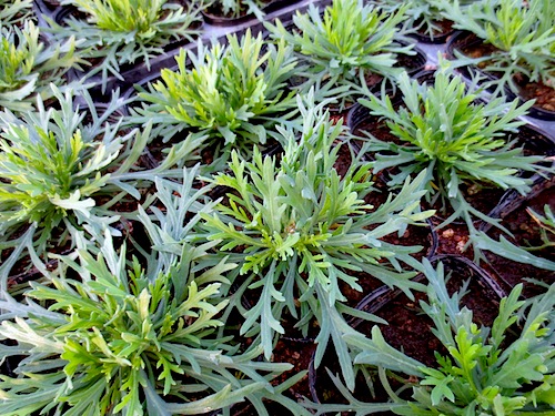 マーガレット　ぽぽたん 育種　生産　販売　松原園芸　Argyranthemum frutescens