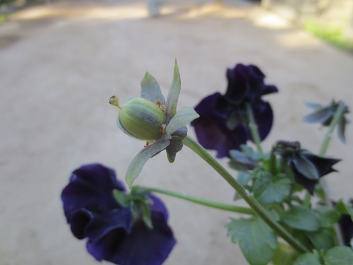 パンジー　Viola 育種　品種改良　生産　販売　松原園芸　種子