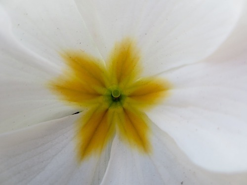 プリムラ　ポリアンサ　肥後ポリアンサ　出荷　生産　販売　Primula polyantha　サクラソウ科　松原園芸　異型花不和合性