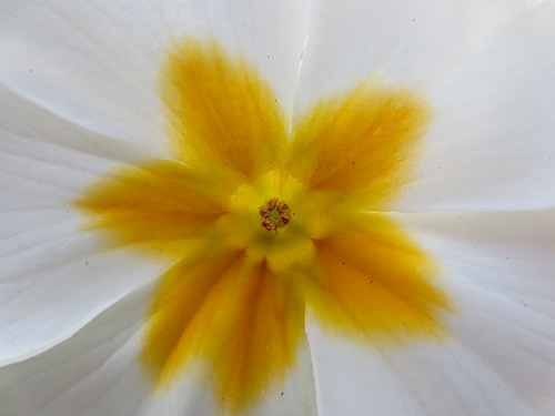 プリムラ　ポリアンサ　肥後ポリアンサ　出荷　生産　販売　Primula polyantha　サクラソウ科　松原園芸　異型花不和合性