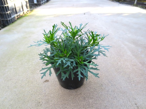 マーガレット　ぽぽたん　育種　生産　販売　松原園芸　Argyranthemum frutescens