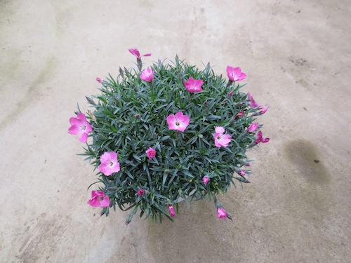 四季咲きナデシコ　ダイアンサス　Dianthus hybrids　新品種　　育種　生産　販売　松原園芸