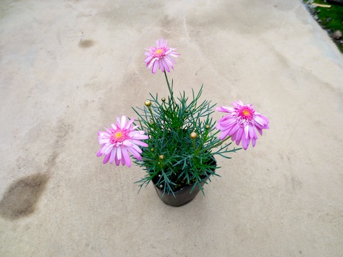 マーガレット　セミダブルピンク　育種　生産　販売　松原園芸　Argyranthemum frutescens