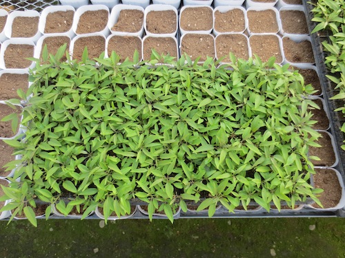 ツルハナナス Solanum jasminoides　生産　販売　松原園芸