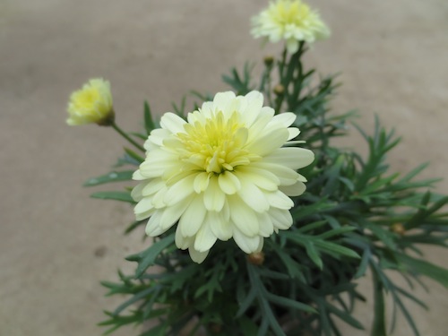 マーガレット　八重咲きレモン　育種　生産　販売　松原園芸　Argyranthemum frutescens