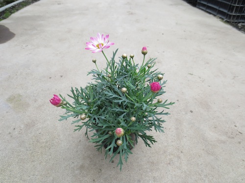 マーガレット　ガーネットピンク 　育種　生産　販売　松原園芸　Argyranthemum frutescens