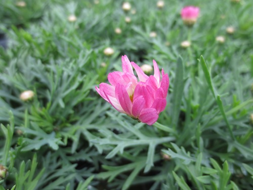 マーガレット　ガーネットピンク 　育種　生産　販売　松原園芸　Argyranthemum frutescens