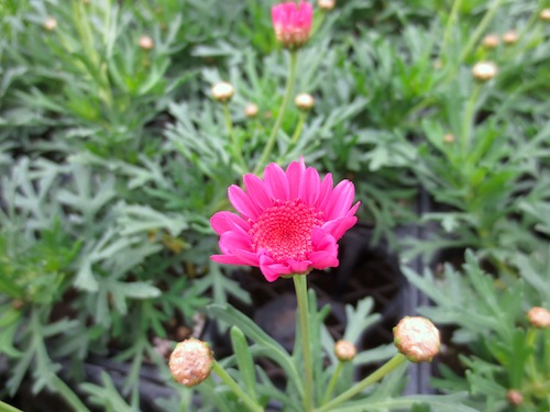 マーガレット　ぽぽたん　ピンク 　育種　生産　販売　松原園芸オリジナル品種　新品種　Argyranthemum frutescens