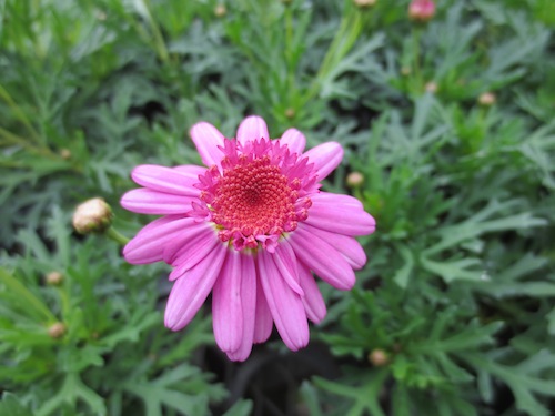 マーガレット　ぽぽたん　ピンク 　育種　生産　販売　松原園芸オリジナル品種　新品種　Argyranthemum frutescens