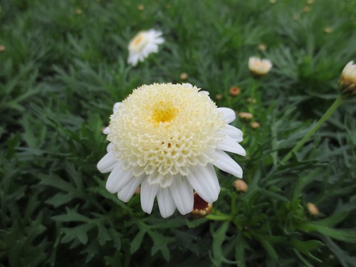 マーガレット　ぽぽたん　クリーム 　育種　生産　販売　松原園芸オリジナル品種　新品種　Argyranthemum frutescens