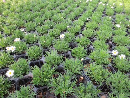 マーガレット　ぽぽたん　スペーシング 　育種　生産　販売　松原園芸オリジナル品種　新品種　Argyranthemum frutescens