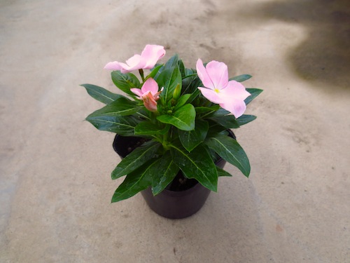 ニチニチソウ　Catharanthus roseus　育種　新品種　生産　販売　松原園芸
