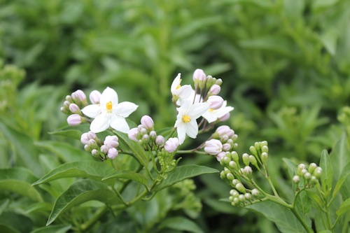 ツルハナナス Solanum jasminoides　生産　販売　松原園芸