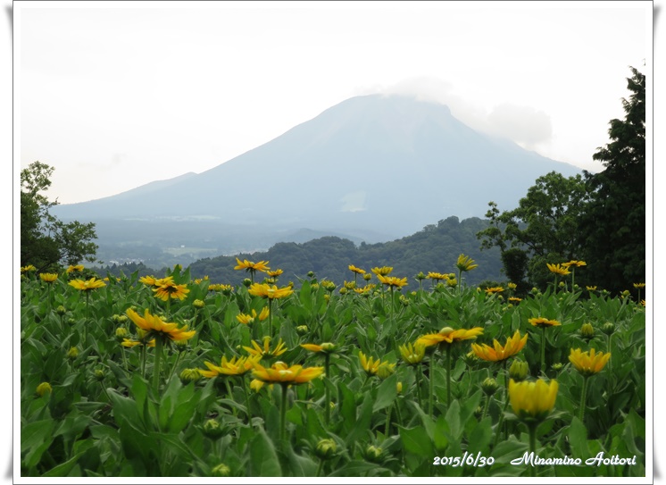 大山とひまわり2015-06-30とっとり花回廊 (247)