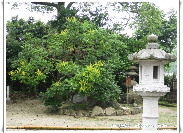 石灯篭とモクゲンジの花2015-07-04イングリッシュガーデン・太宰府 (67)