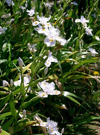 Iris_japonica1-e.jpg