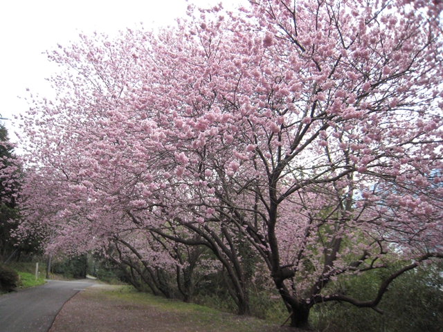 青海神社下の緋寒桜