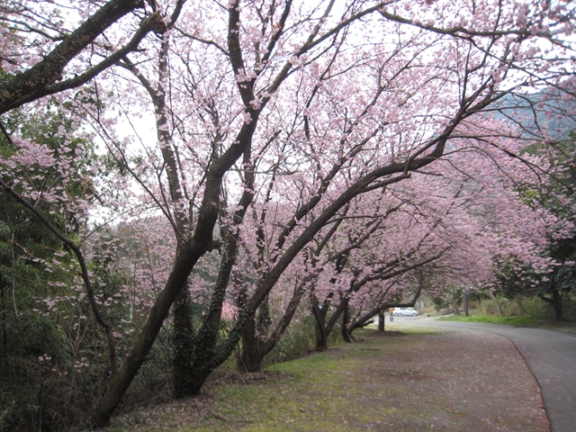 青海神社下の緋寒桜