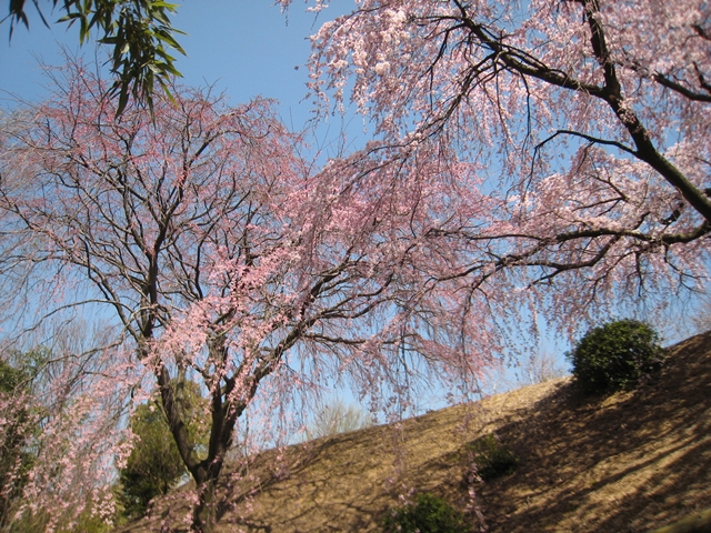 園芸総合センターの紅枝垂れ桜