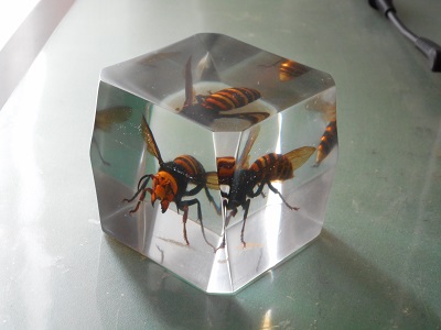 虫の樹脂標本作成方法（例：オオスズメバチ女王蜂） - るりおかかの 