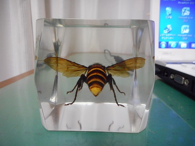 虫の樹脂標本作成方法（例：オオスズメバチ女王蜂） - るりおかかの 