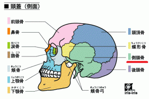 側頭骨
