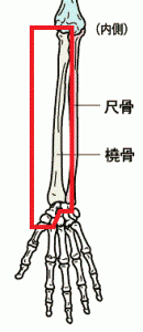 橈骨と手根骨
