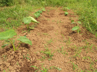 ７．１１里芋の追肥。土寄せ