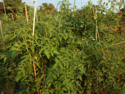 ７．１４トマトソバージュ栽培