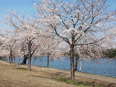 H27.04.23 徳良湖 2