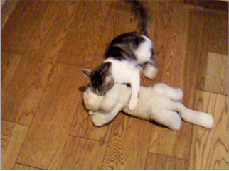 猫が猫のぬいぐるみを運ぶ