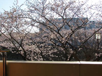桜（部屋）