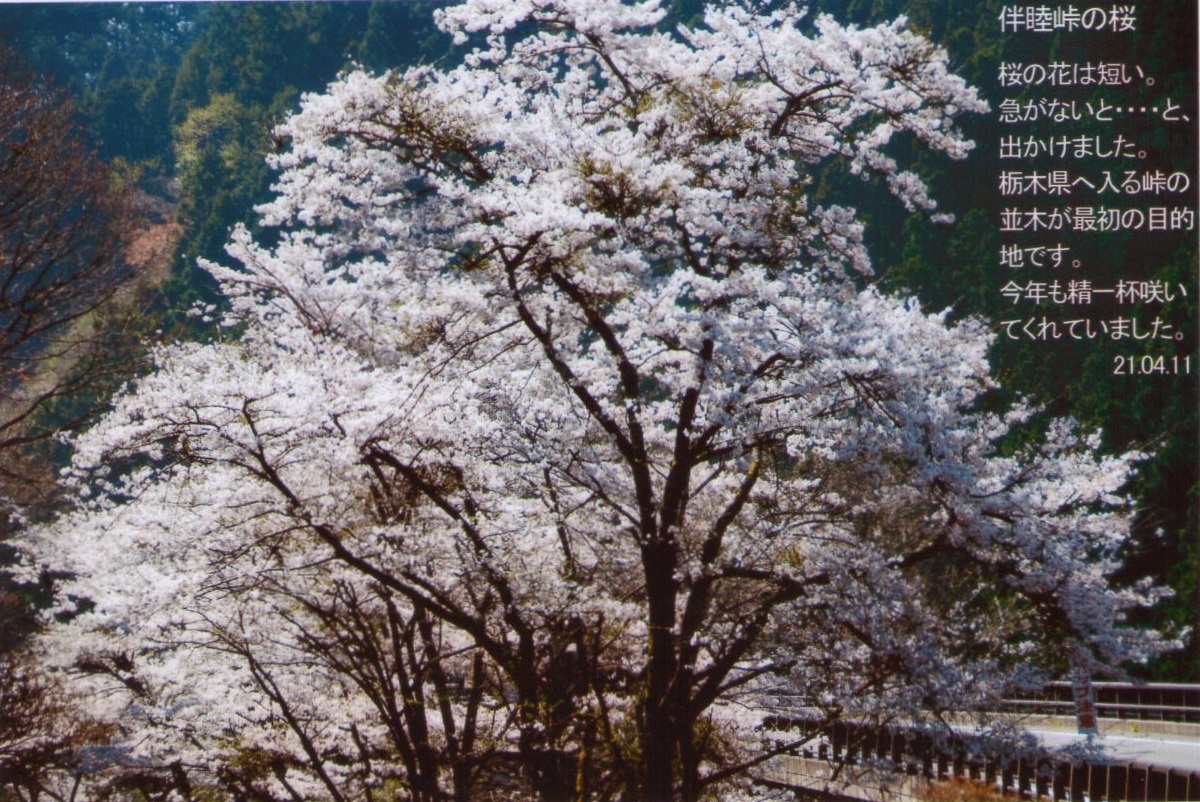 0411伴睦峠の桜