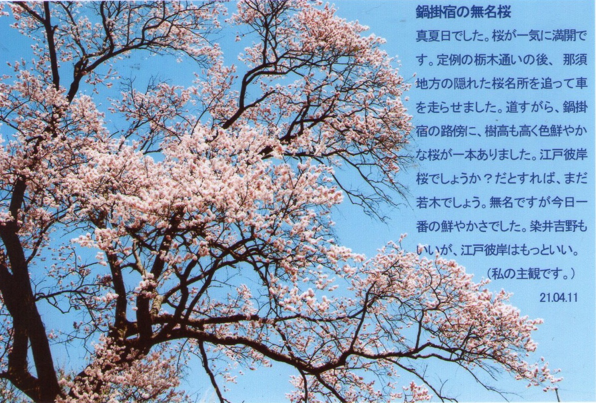 0411無名桜