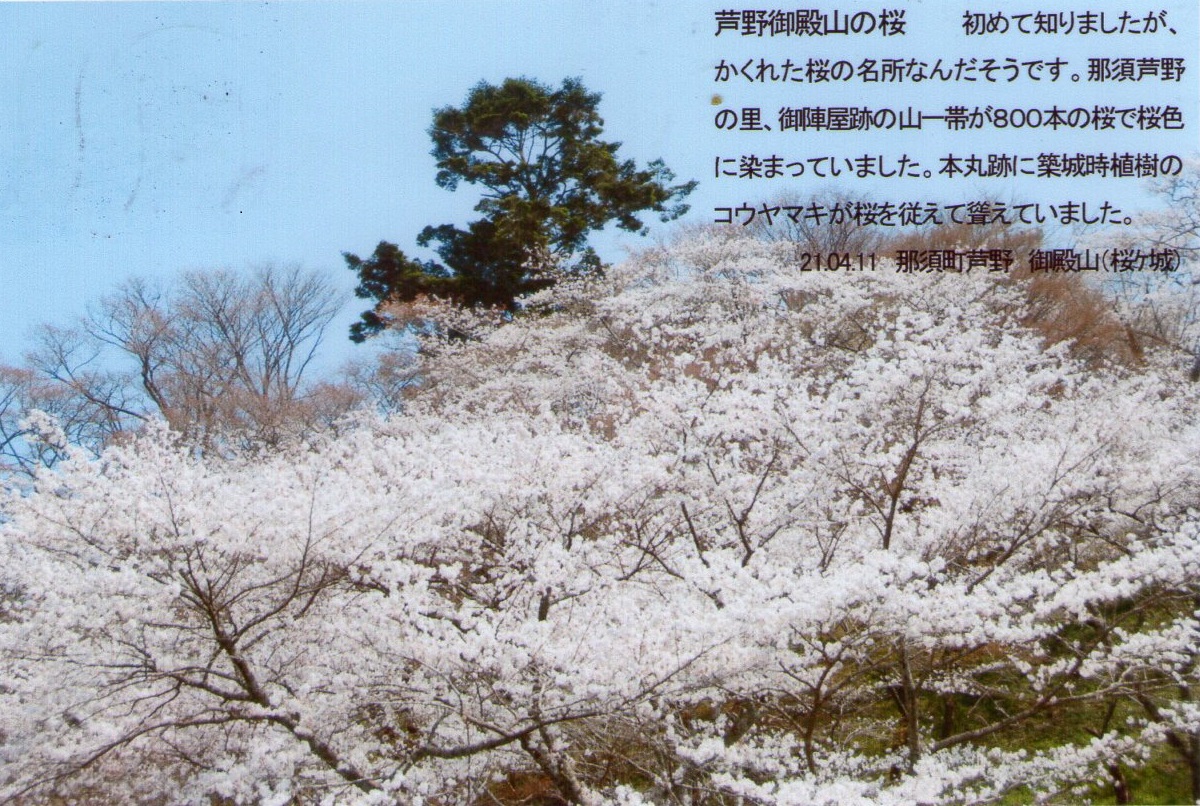 0411芦野御殿山の桜