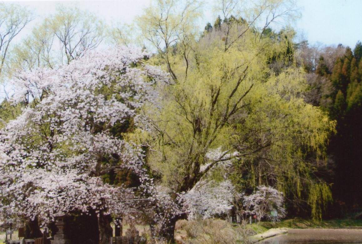 0411遊行柳と桜
